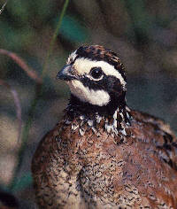 Quail Hunting